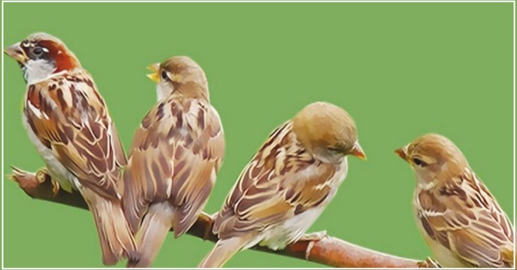 Hillvani-World-Sparrow-Day