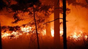 Two youths scorched while extinguishing forest fire. Hillvani News