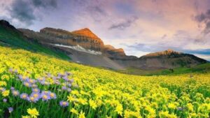 Uttarakhand-Valley-of-Flowers-Hillvani