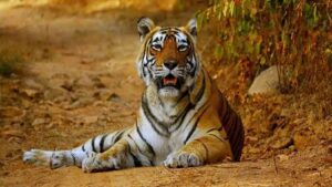 Uttarakhand-Tiger-Hillvani-News