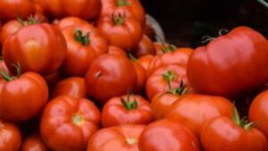 Uttarakhand-Tomato-Prices-Hillvani-News