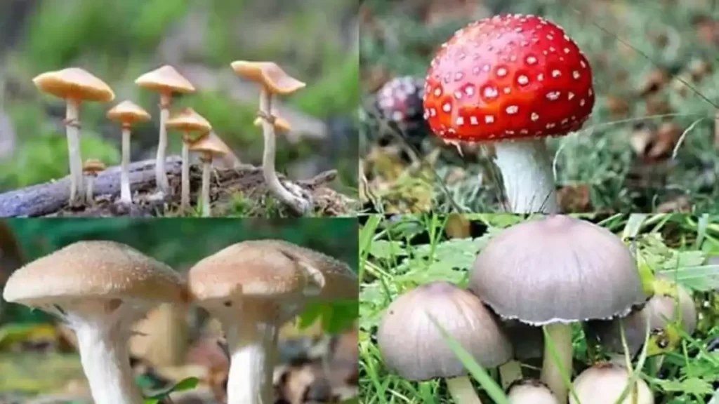 wild mushroom. Hillvani News