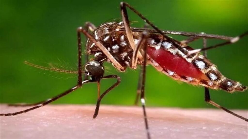 DENGUE CASES INCREASE IN UTTARAKHAND.illvani.com