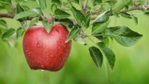 Uttarakhand-apple-Hillvani-News