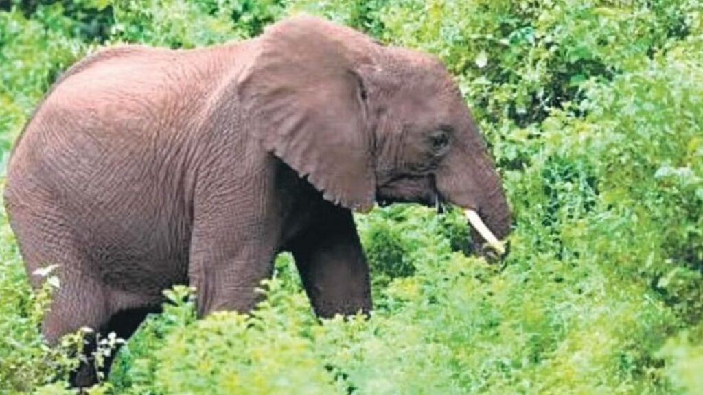 Elephant's dead body found in the field