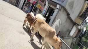 Pet animals will sent to cow shelter