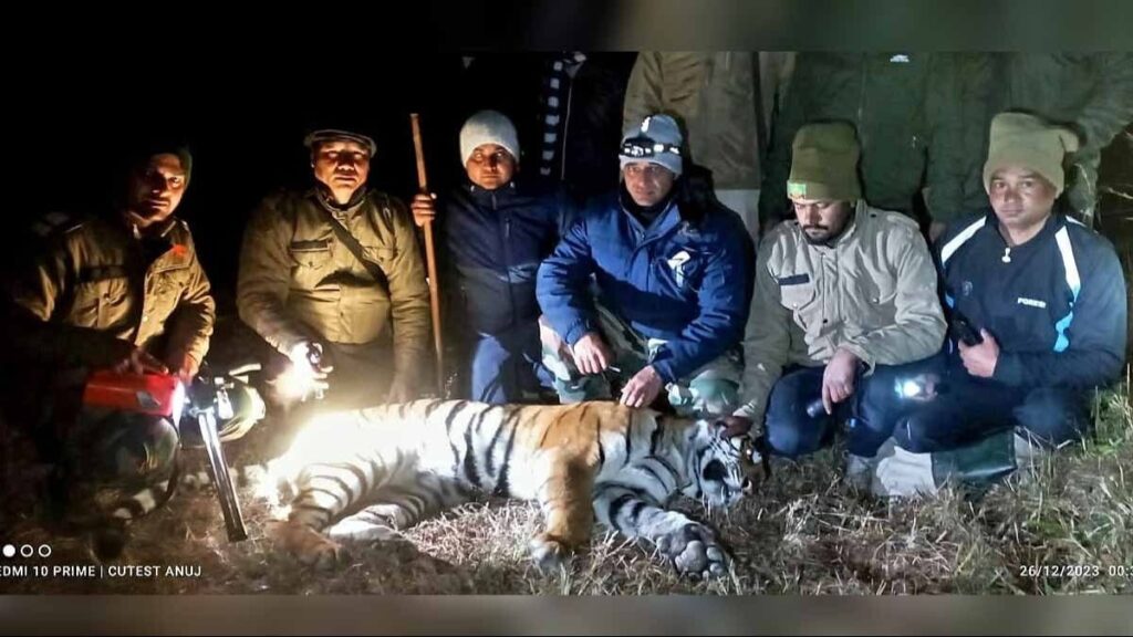 Tiger who killed 3 women was caught. Hillvani News