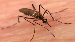 Health department issued guidelines to prevent dengue