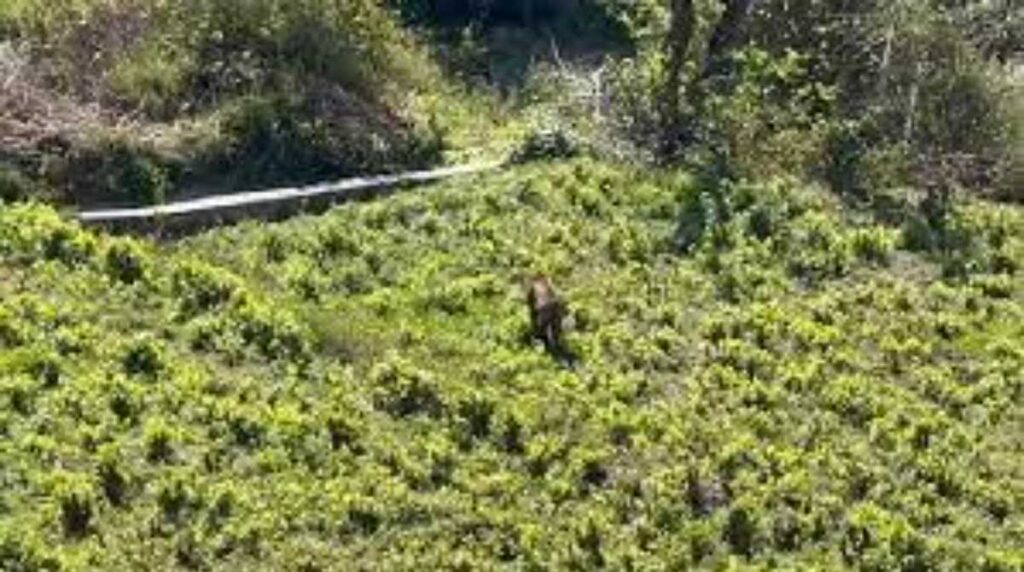 अंतरराष्ट्रीय बाघ दिवस: उत्तराखंड में तेजी से बढ़ रही है बाघों की संख्या