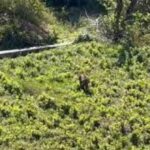 अंतरराष्ट्रीय बाघ दिवस: उत्तराखंड में तेजी से बढ़ रही है बाघों की संख्या