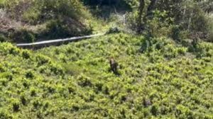 अंतरराष्ट्रीय बाघ दिवस: उत्तराखंड में तेजी से बढ़ रही है बाघों की संख्या