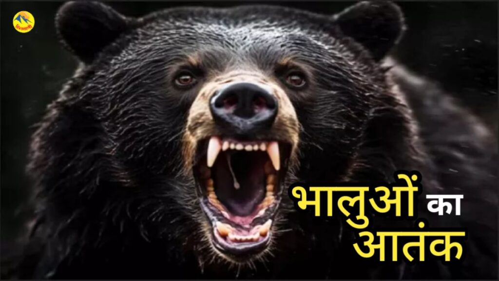 Bear turns ferocious in Uttarakhand. Hillvani