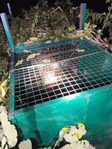 जोंडला, अगस्त्यमुनि के समीप गुलदार का सफल रेस्क्यू, क्षेत्रवासियों ने ली राहत की सांस